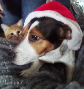 loki noel le bazar de milipuce